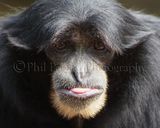 Gibbon